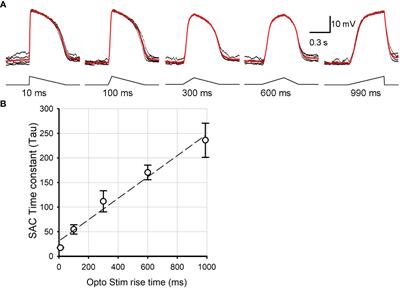 Presynaptic depolarization differentially regulates dual neurotransmitter release from starburst amacrine cells in the mouse retina